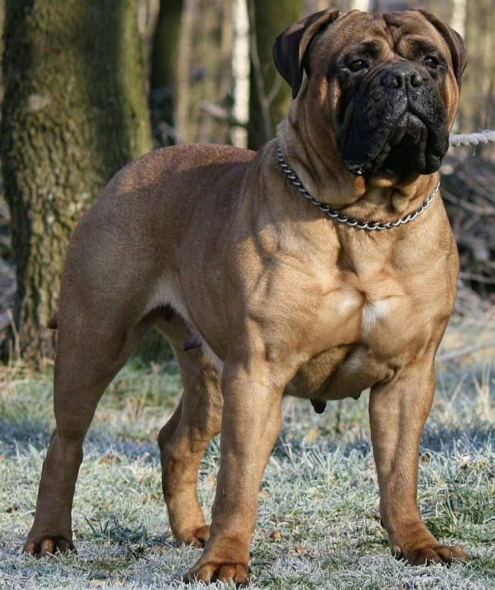 Американский Бульмастиф