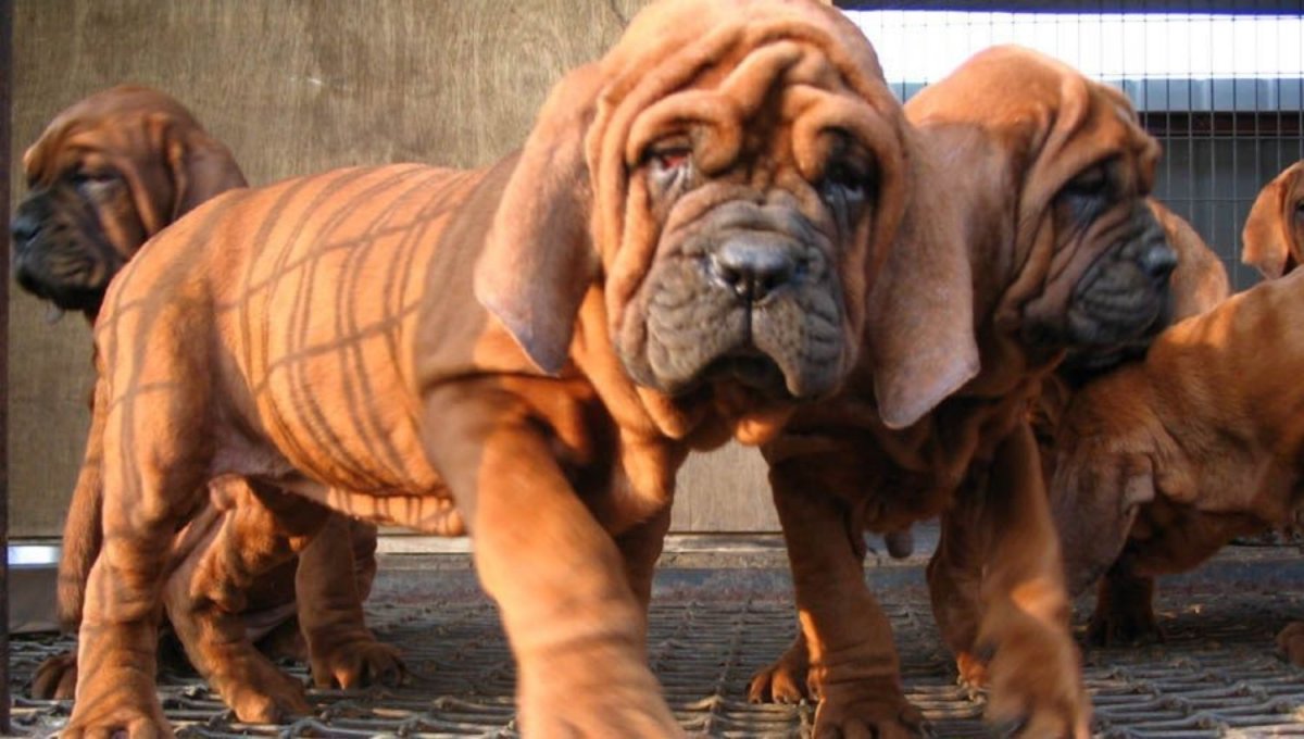 Корейский мастиф