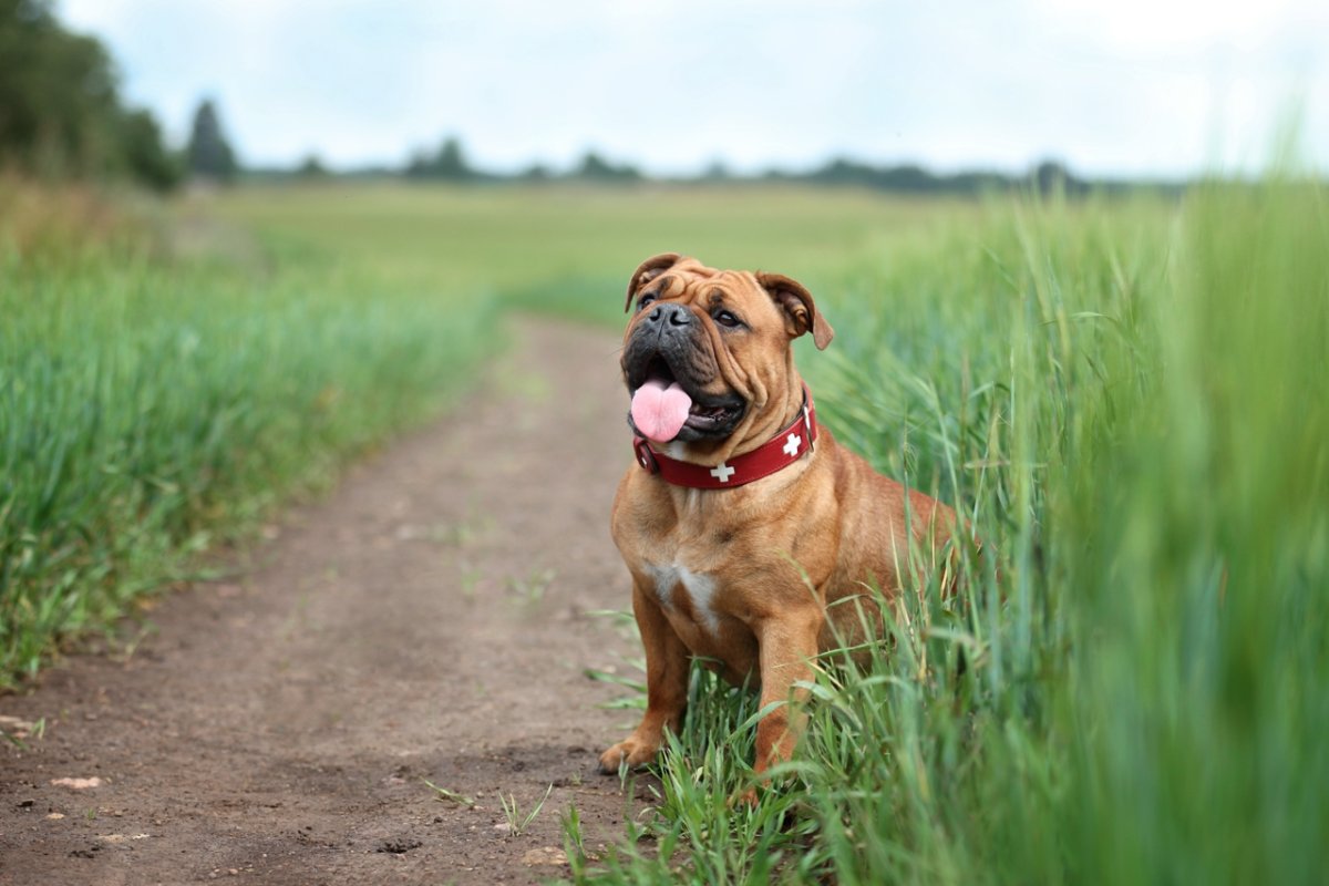 Кадебо собака заводчики