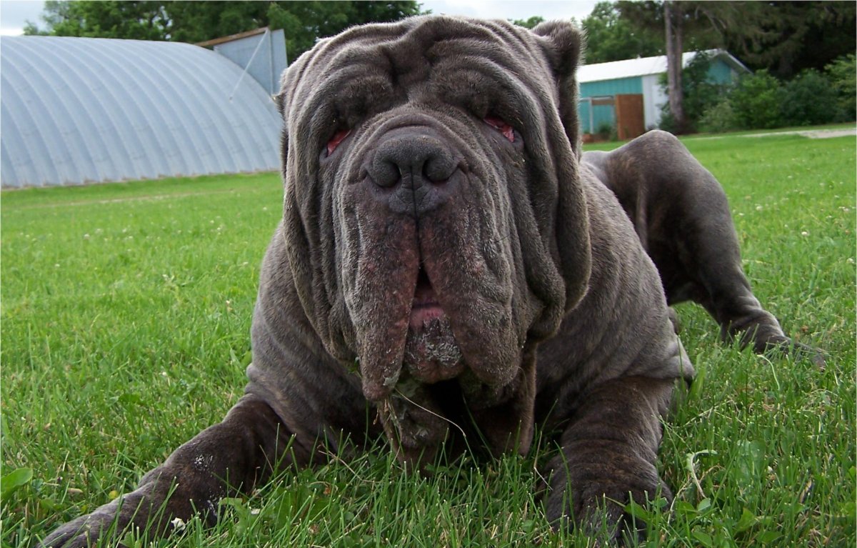 Неаполитанский мастиф (Мастино)