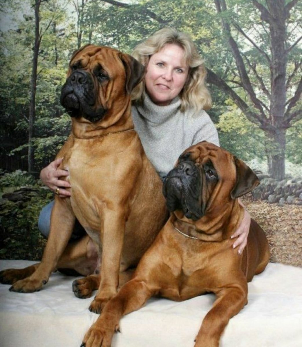 Бульмастиф и ротвейлер