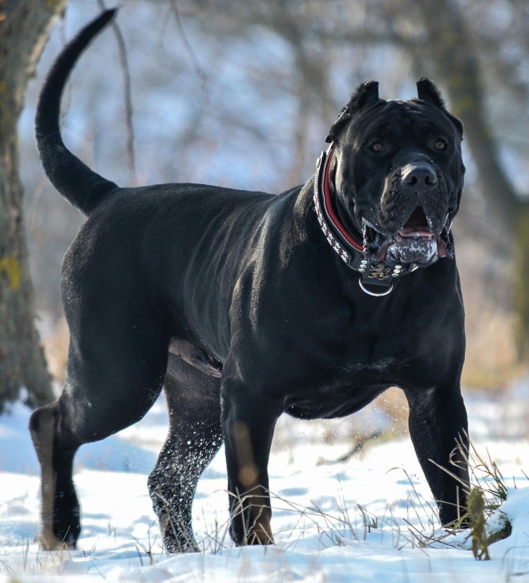 Итальянский мастиф фото на груди Бэтмен