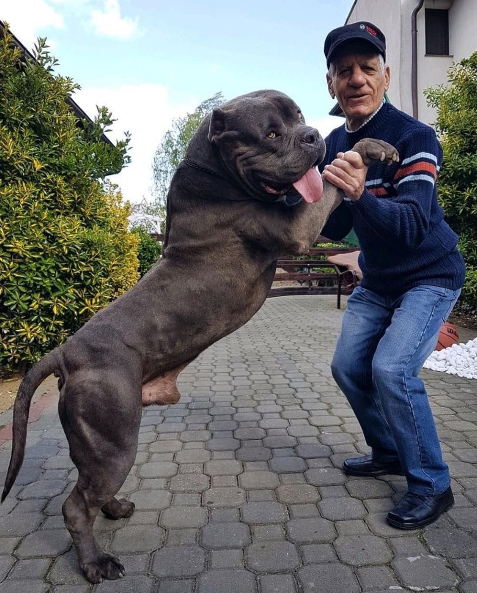 Булли мастиф