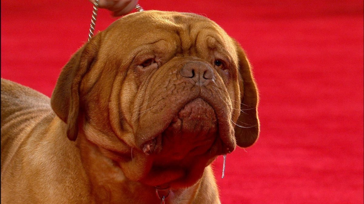 Мастиф Неаполитанский бордосского дога