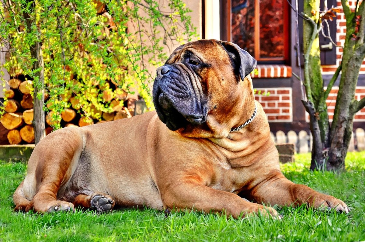 Бульмастиф и бульдог