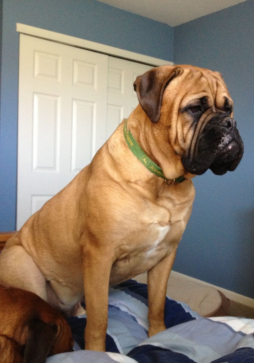 Бульмастиф собака