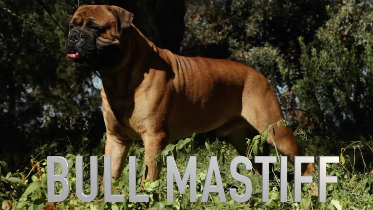 Английский мастиф Зевс