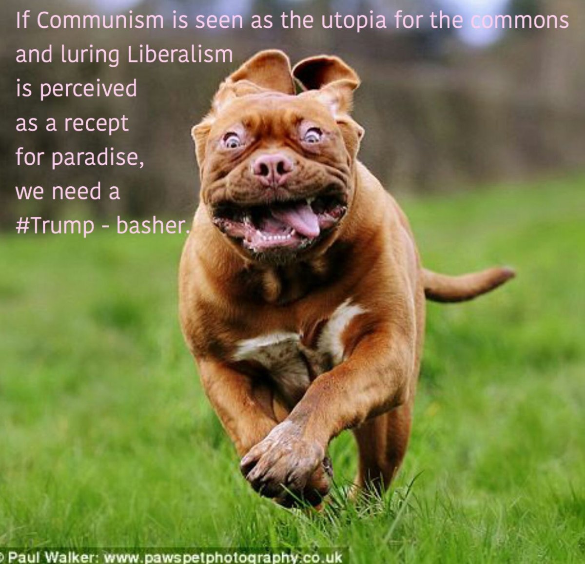 Бордосский дог в беге