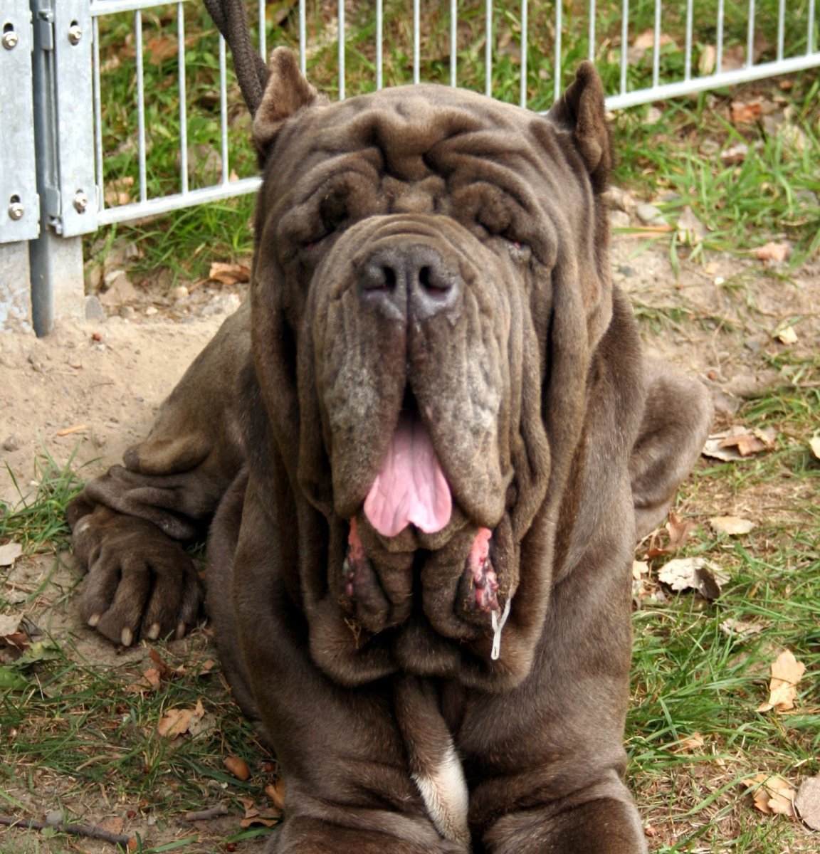 Неаполитанский мастиф Молоссы