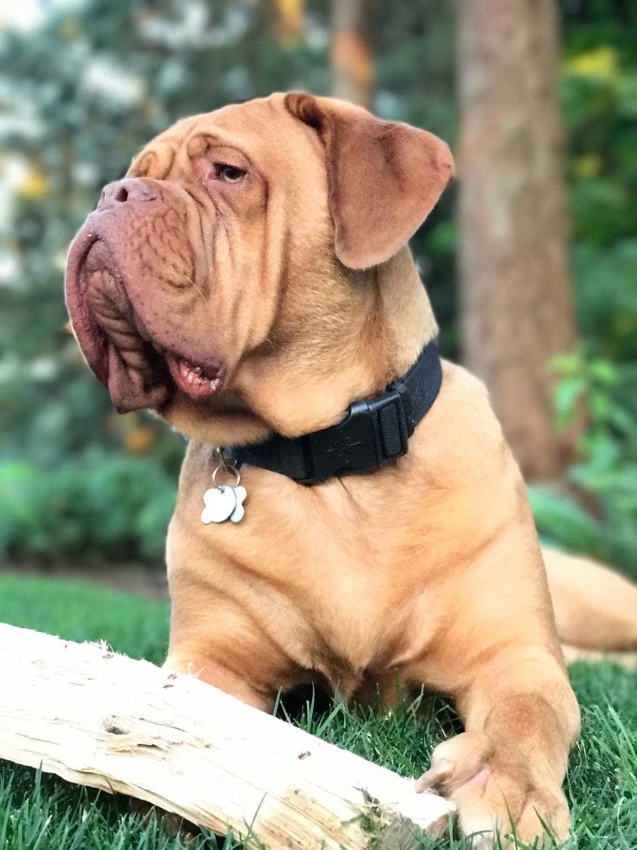 Мастиф терьер