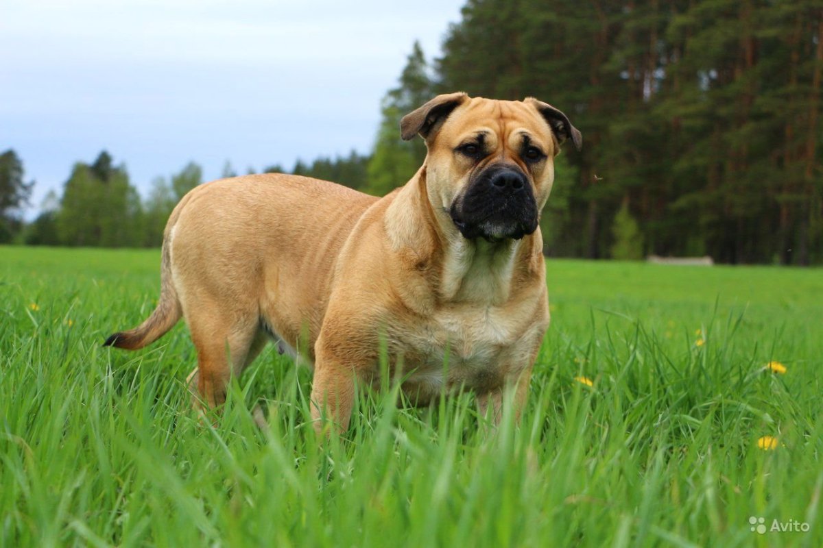 Кадебо майорский мастиф