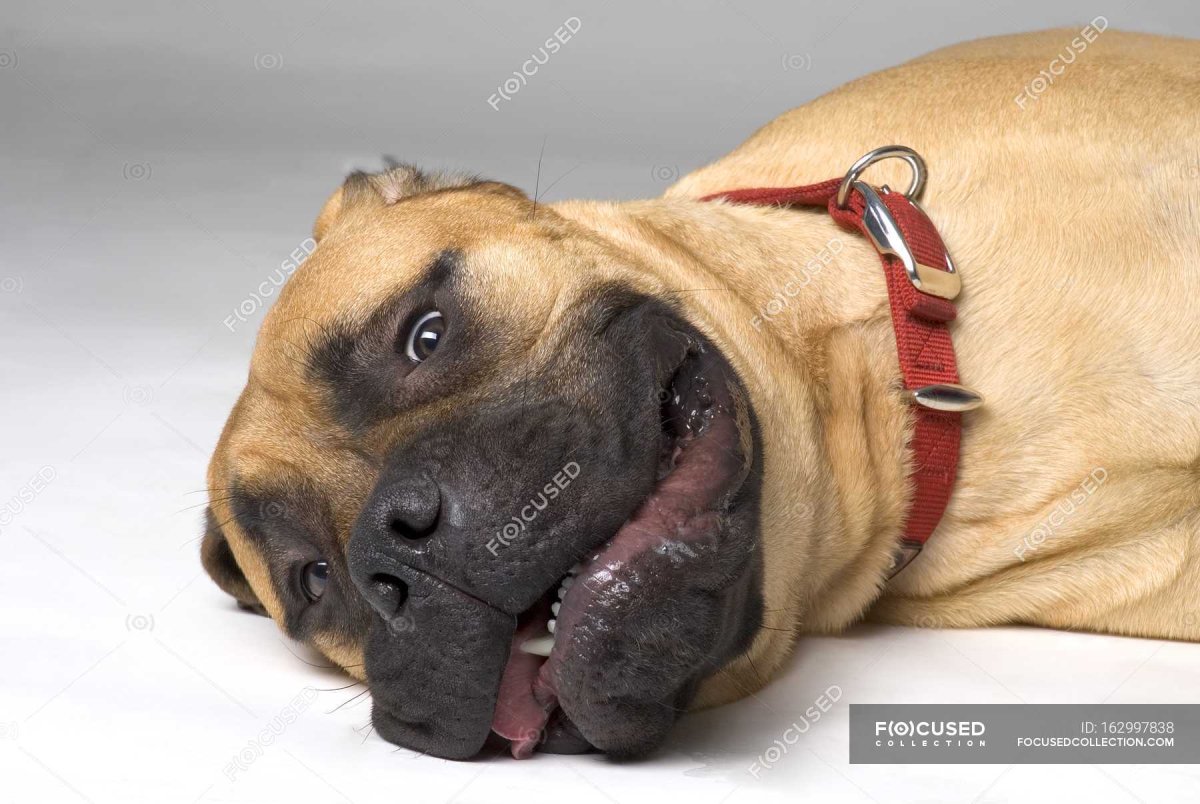 Собака с большой головой