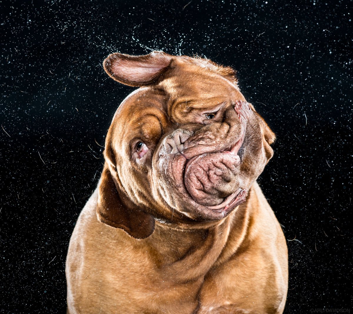 Бульдог и Бордосский дог