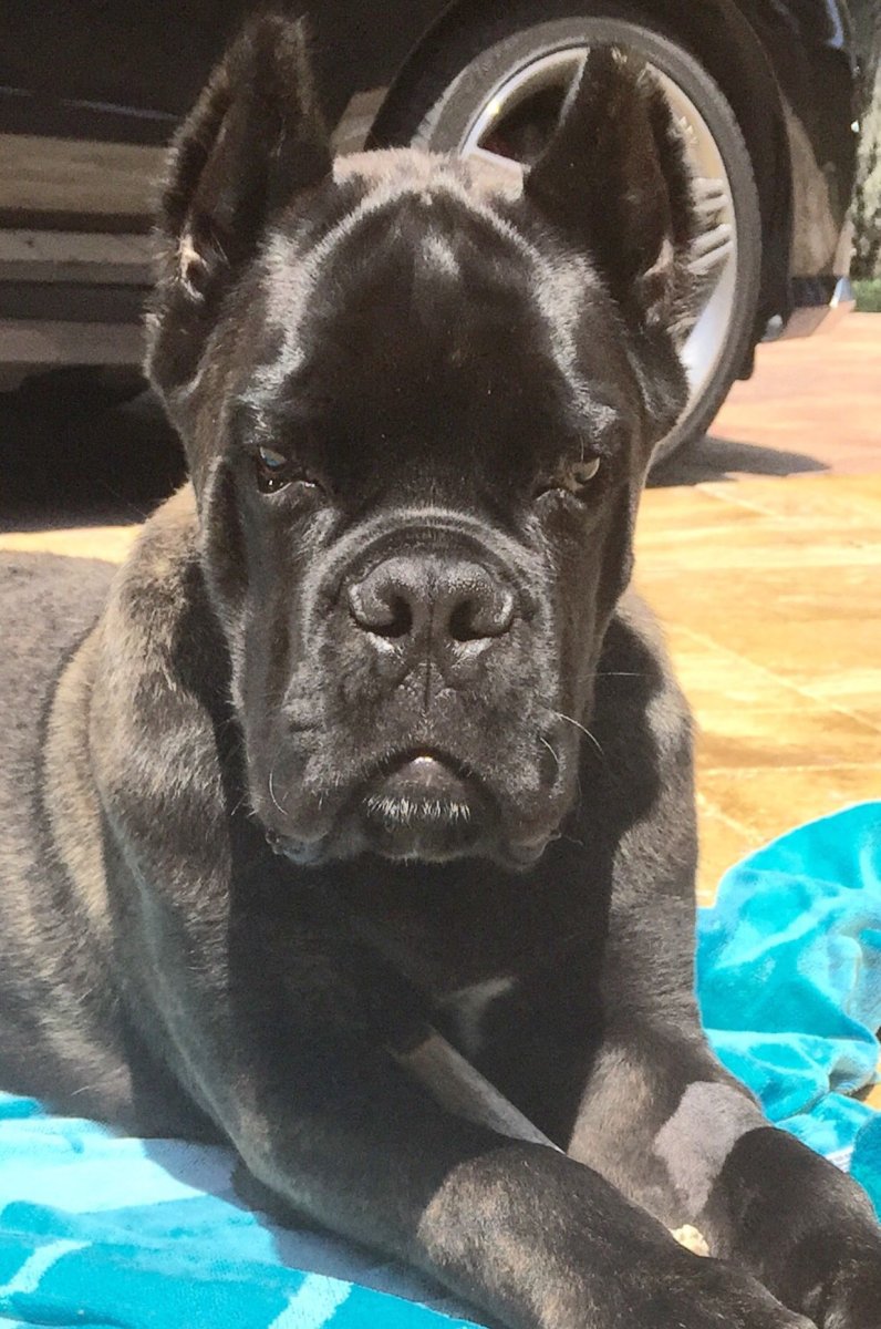 Кане Корсо и французский бульдог