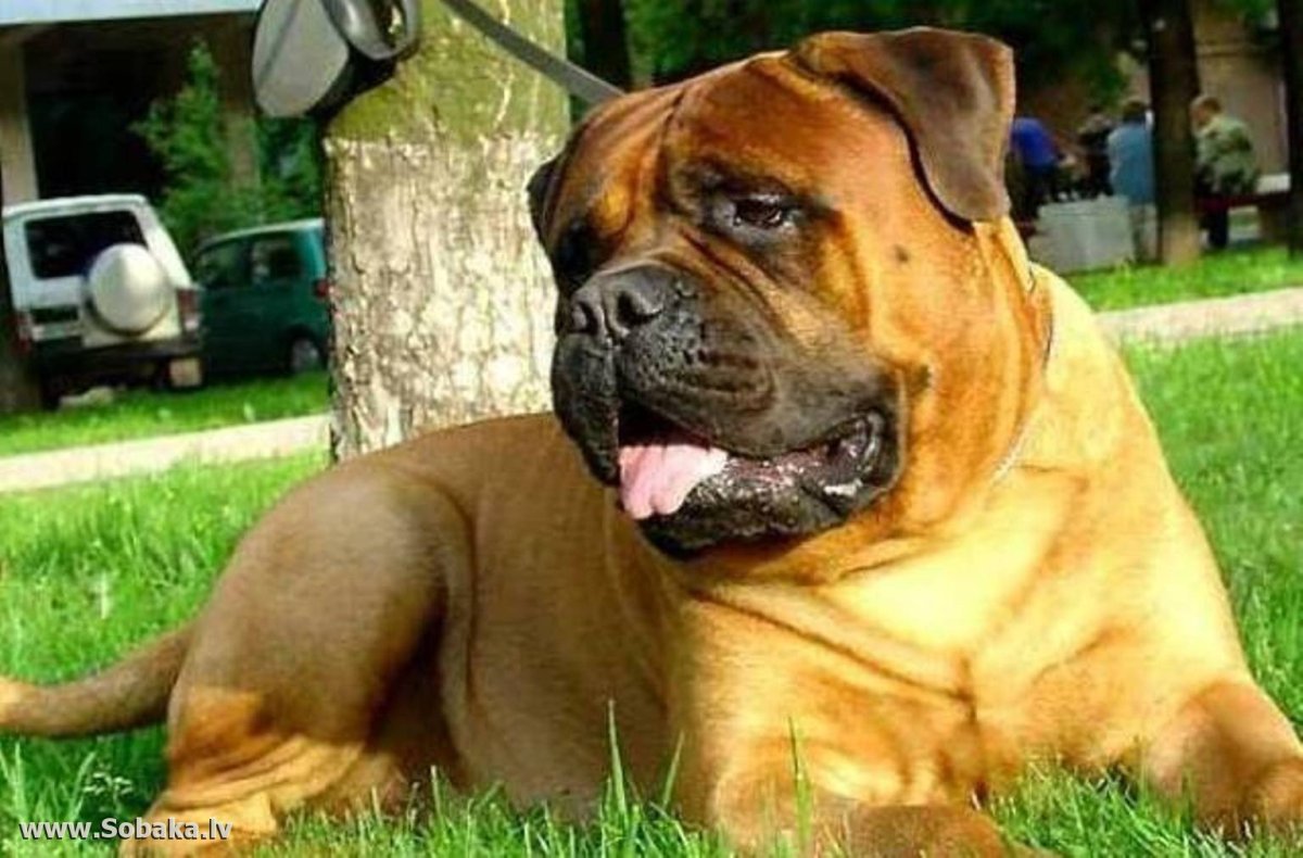 Бульдог мастиф