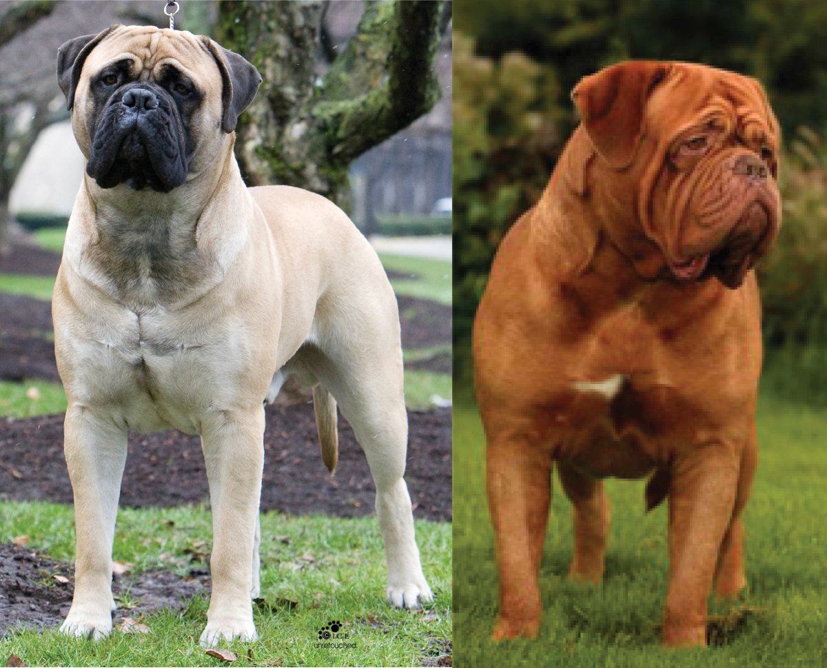 Английский мастиф и Бульмастиф
