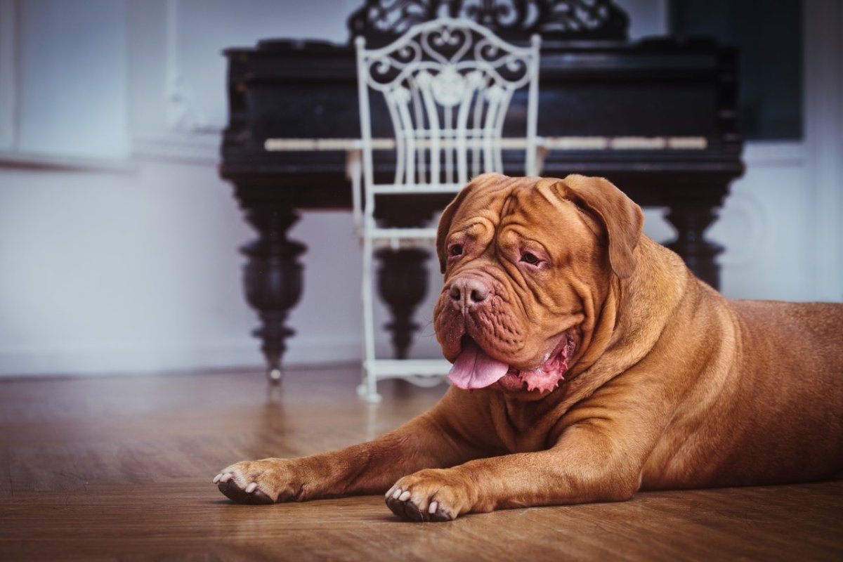 Французский мастиф