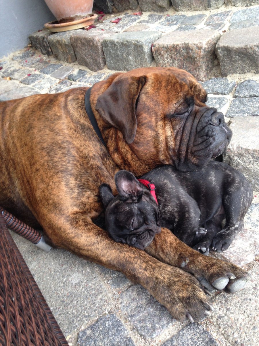 Бордосский Бульмастиф