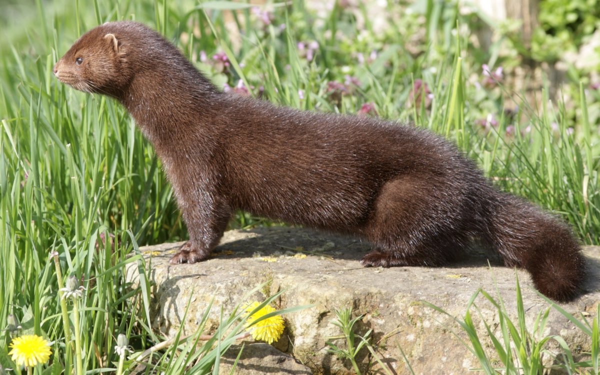 Американская норка (Mustela Vison)