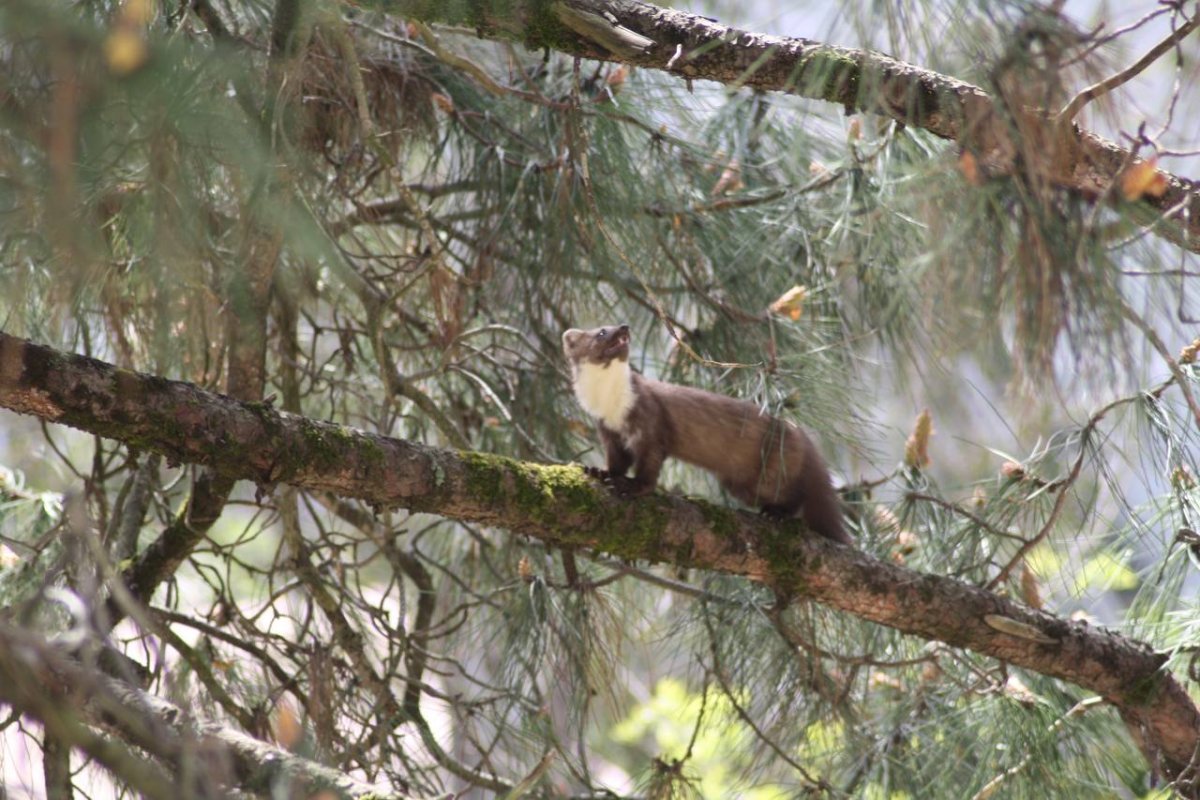 Хищники отряд куньих в Крыму