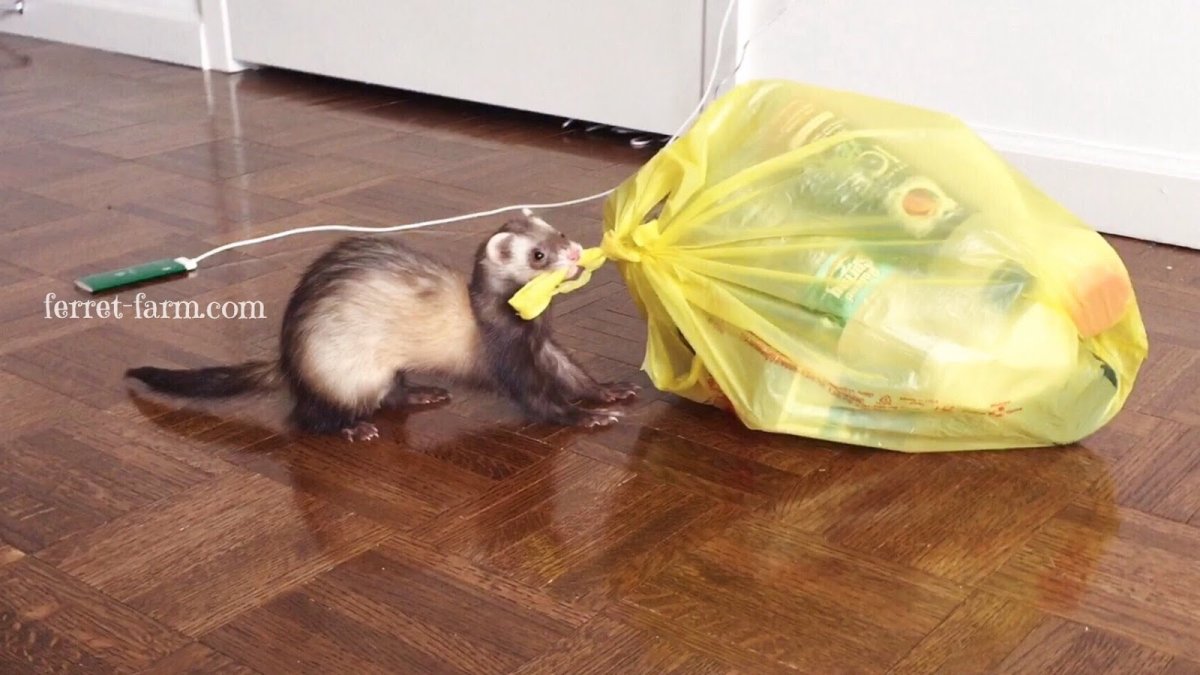 Хорек хулиганит