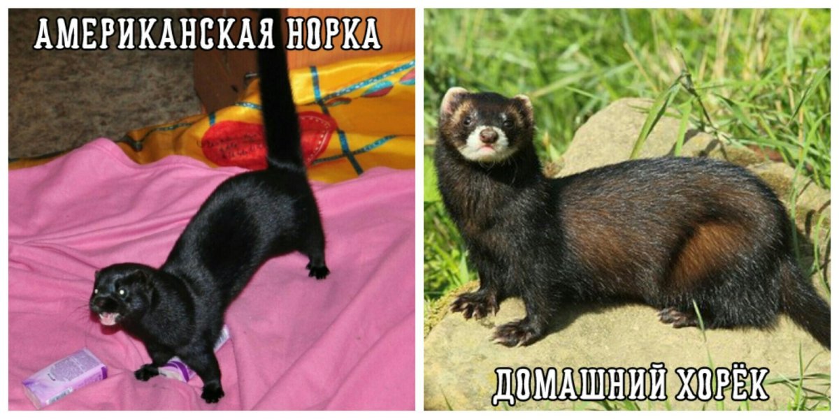 Хорек и норка отличия