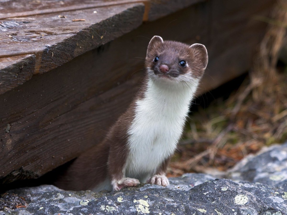 Норка ласка и горностай