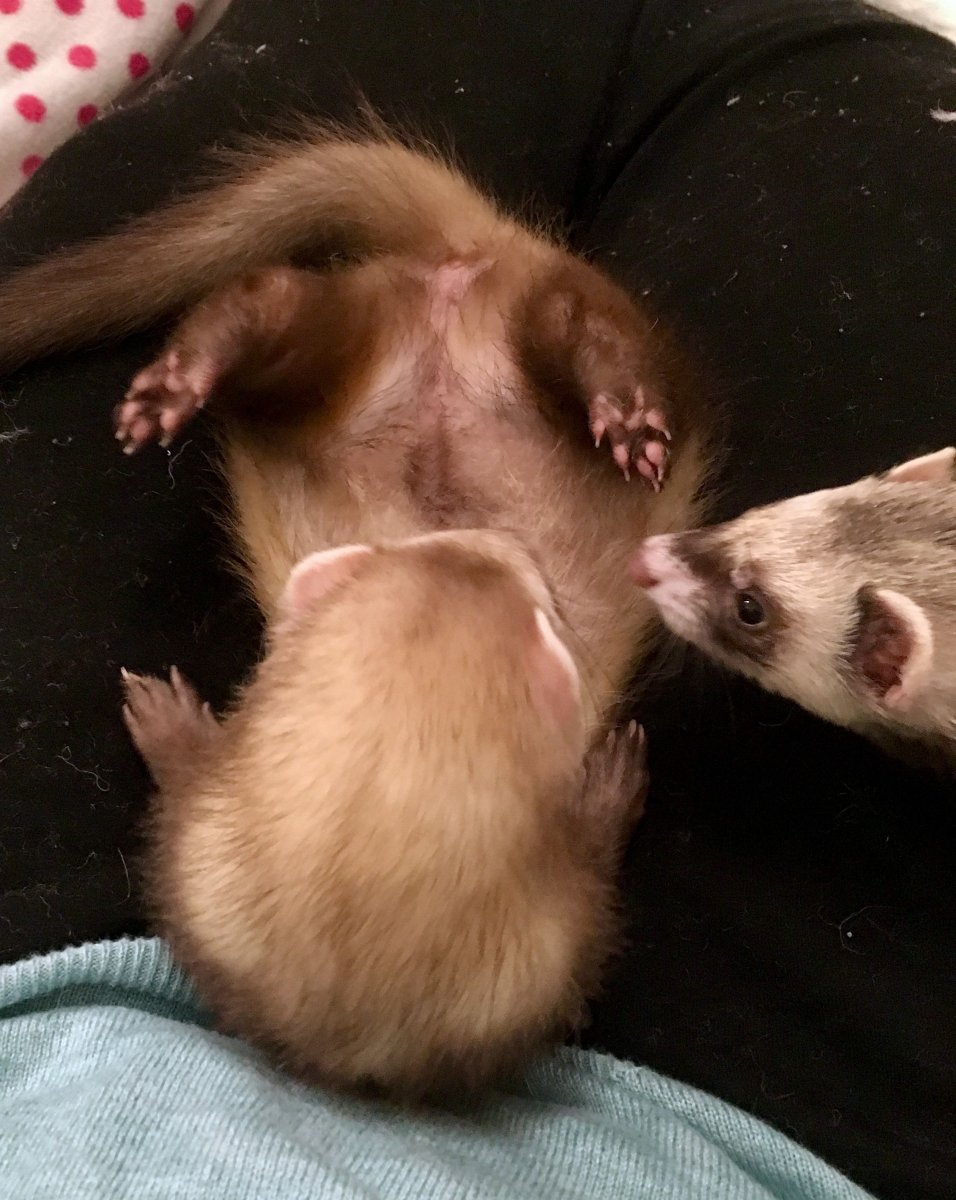 Обнимашки хорьков