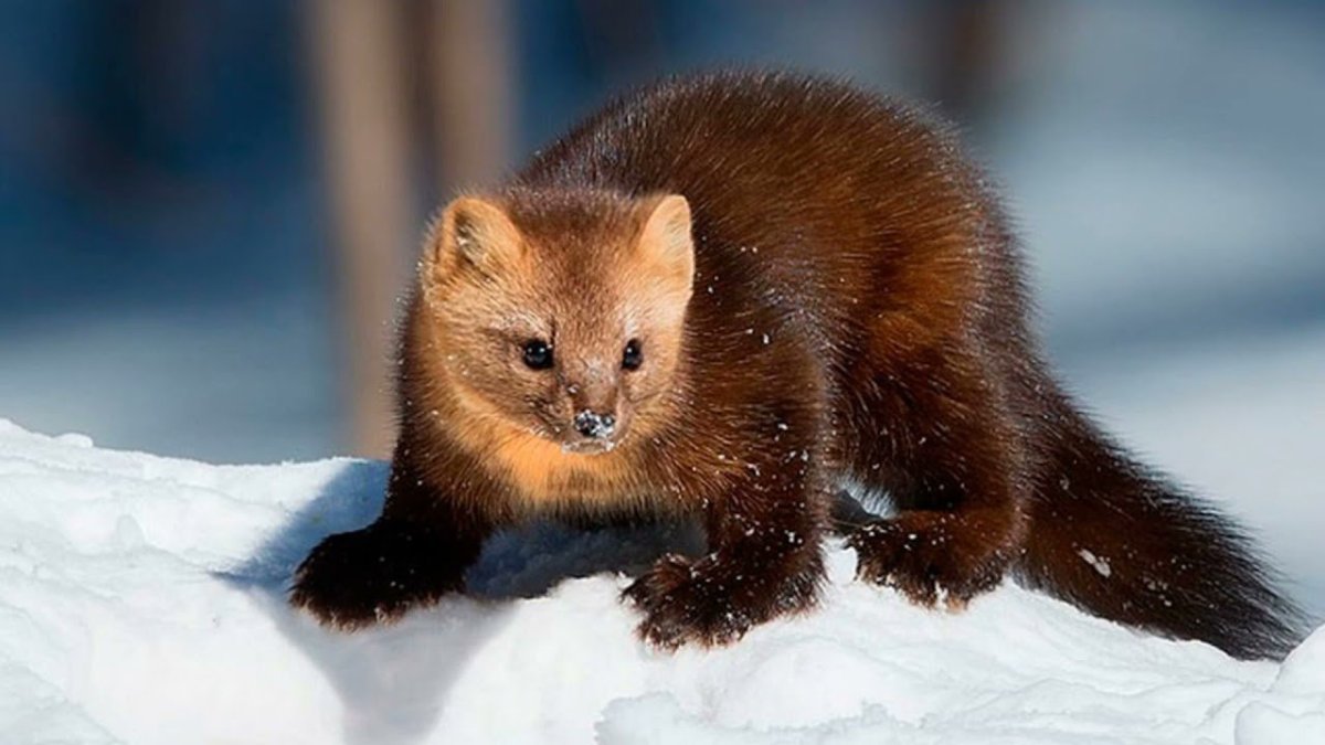 Соболь - martes zibellina