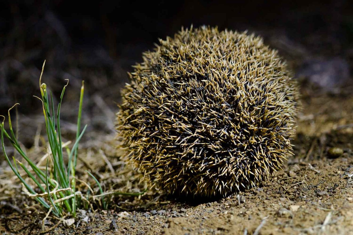 Ушастый ёж защищается