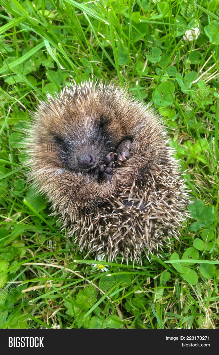 Еж защищается иголками