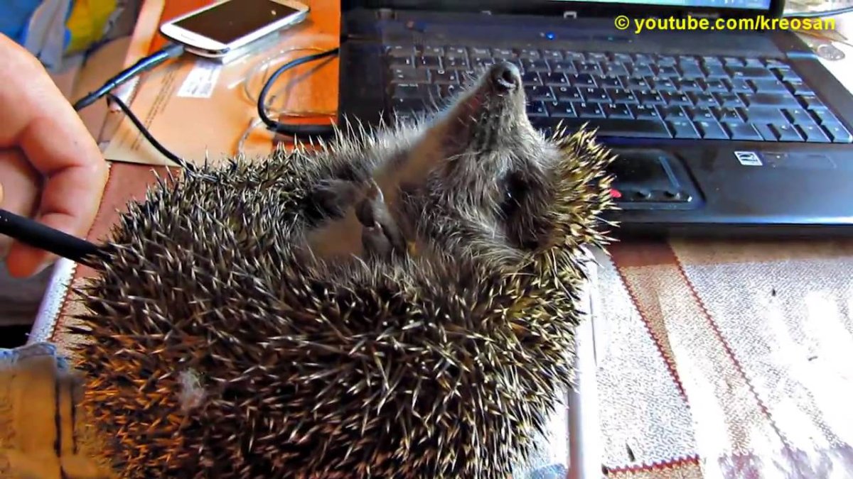 Приготовленный еж