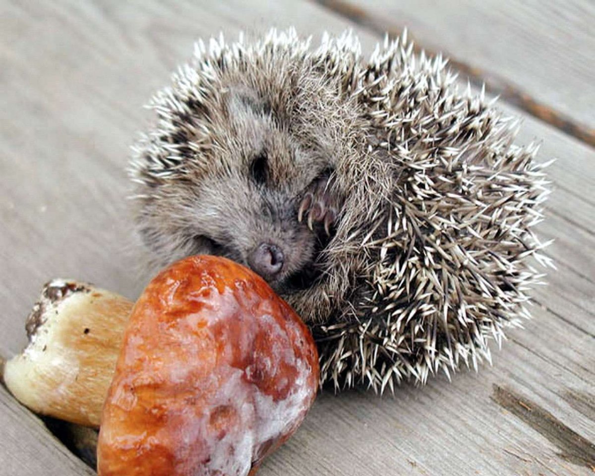 Еда ежей