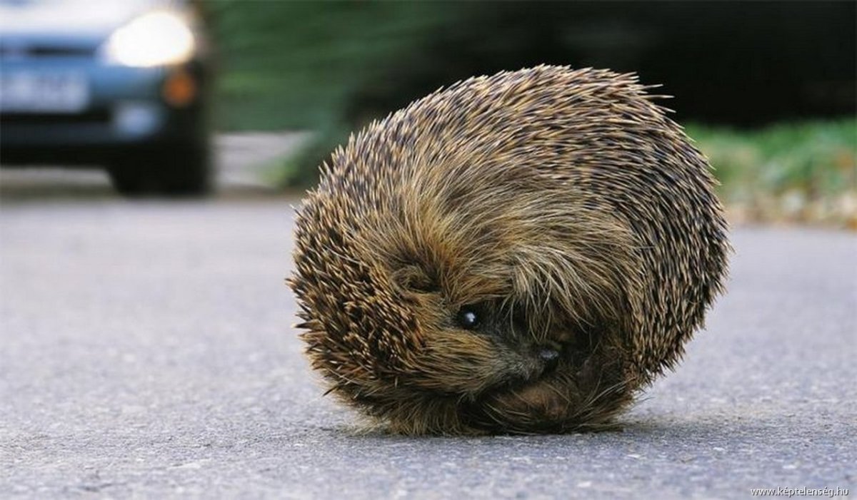 Еж в клубке