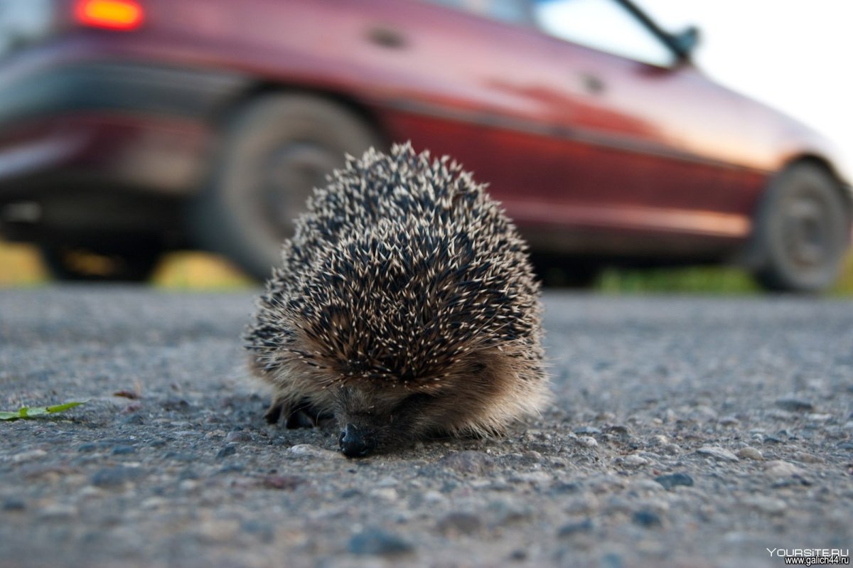 Еж в клубке