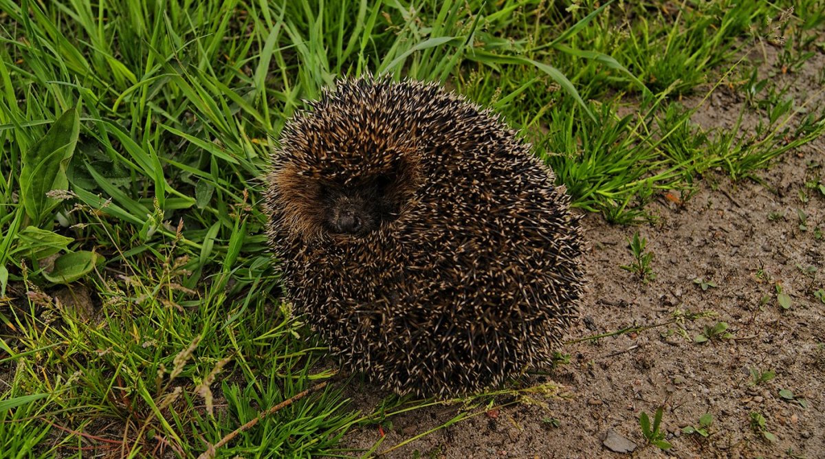 Еж в клубке