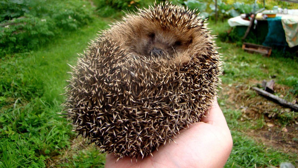 Ёж Ежи мультфильм 2011