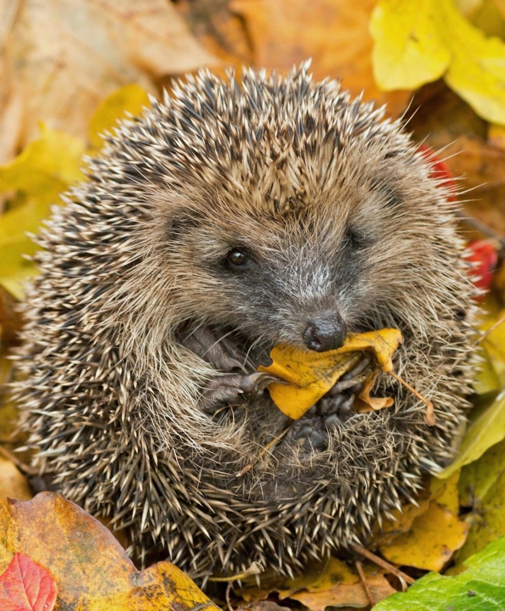 Ежик осень