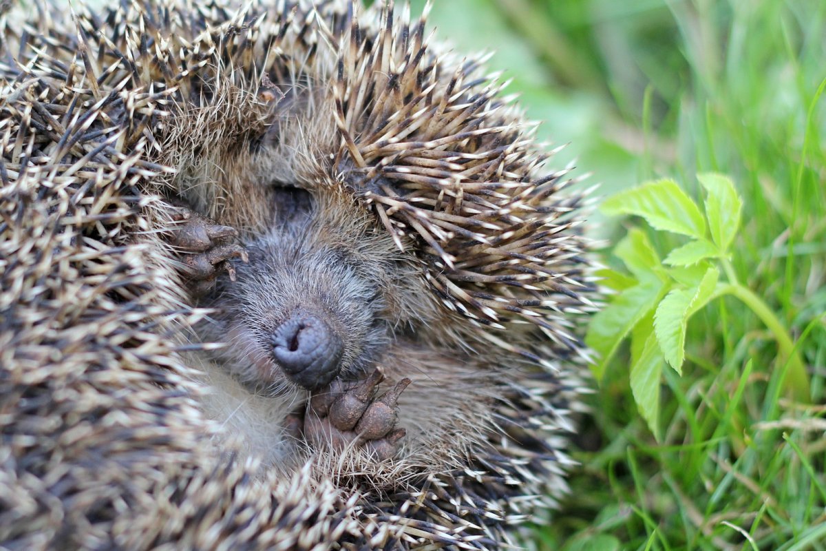 Колючки ежа