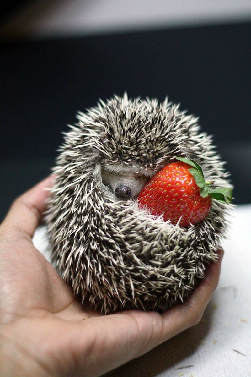 Ежик в клубнике