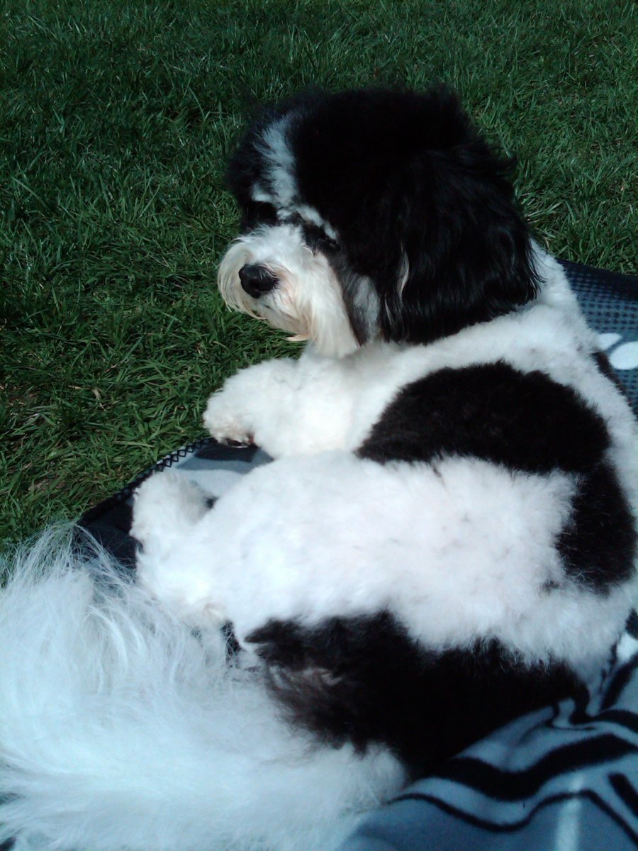 Бишон со спаниелем