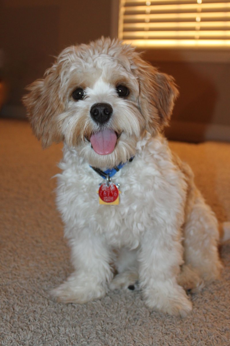 Кавашон собака