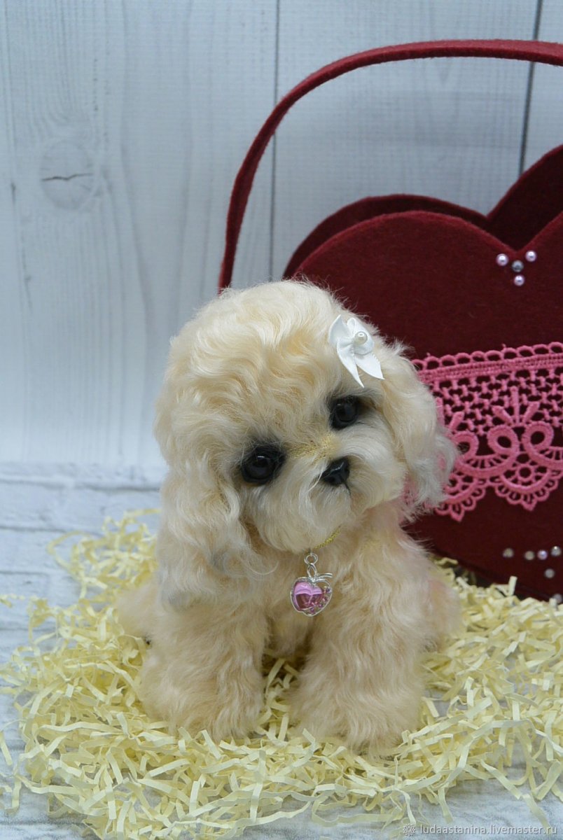 Кокер спаниель болонка