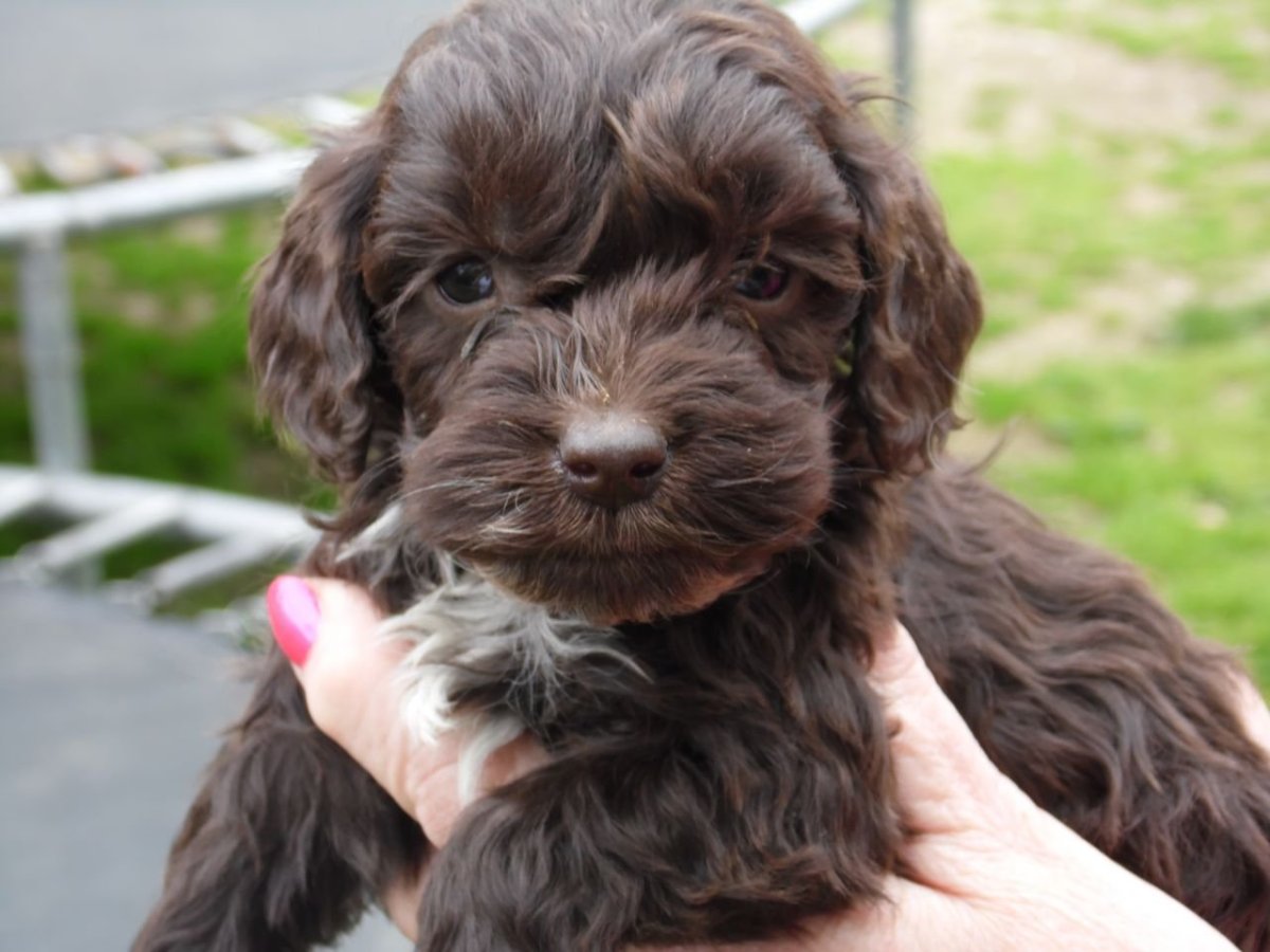 Мальтипу спаниель