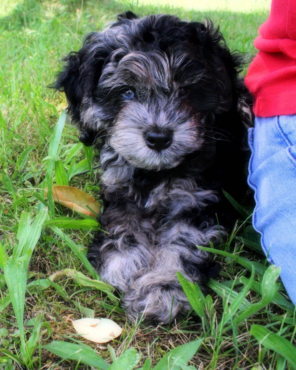 Кокапу черный