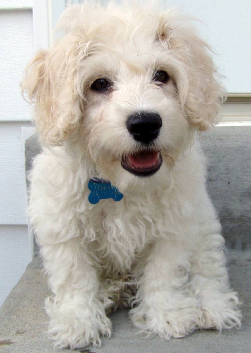 Спаниель болонка