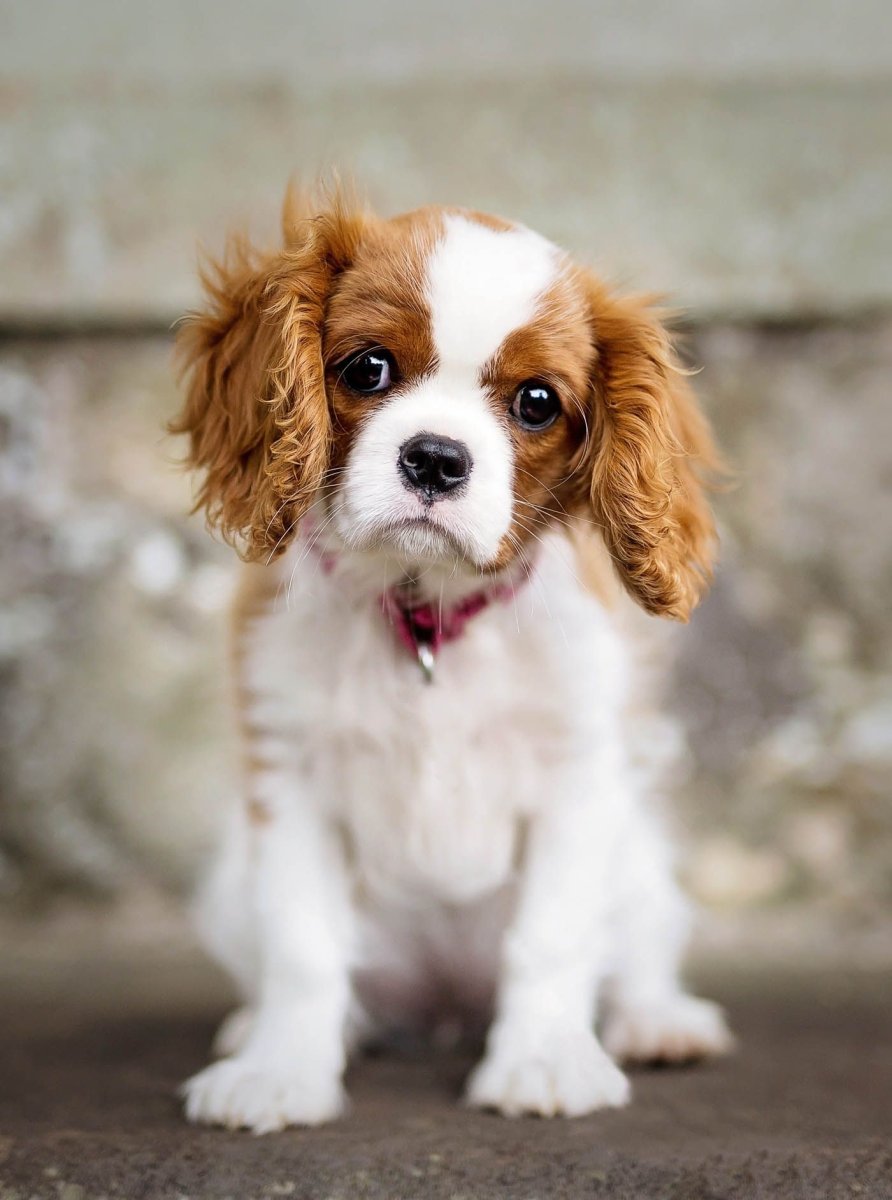Кавалер Кинг Чарльз спаниель