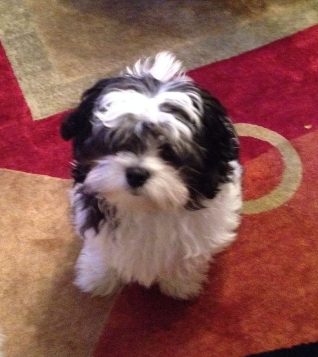 Мальтийская болонка цветная