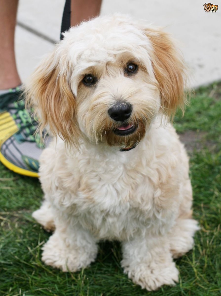 Порода Кавашон