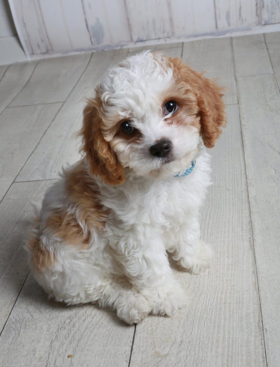 Бишон фризе и Кинг Чарльз спаниель